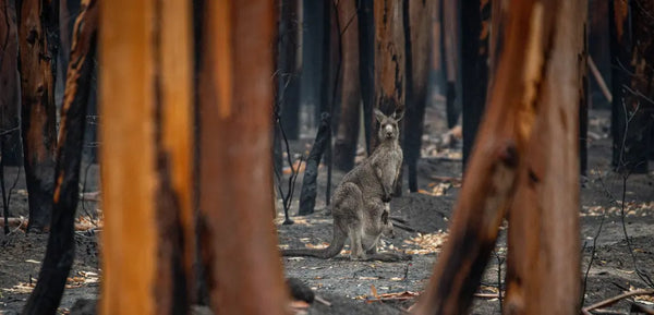 Australia-Bushfire-Plan-Stop-Breathing-PM2.5 Cambridge Mask Co