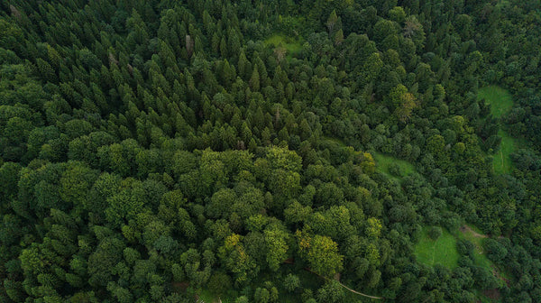 One-Tree-Planted-A-Global-Initiative Cambridge Mask Co