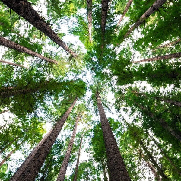 When is the best time to plant trees?  Cambridge Mask Co